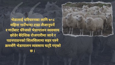 मुगुमा घट्दै भेडापालक कृषक